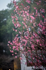 CZW00044