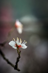 CZW00070