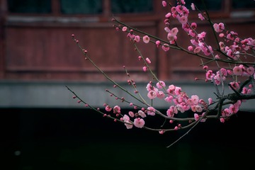 CZW00016