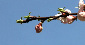 IMG_0014_