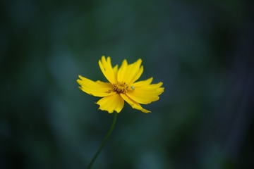 590858