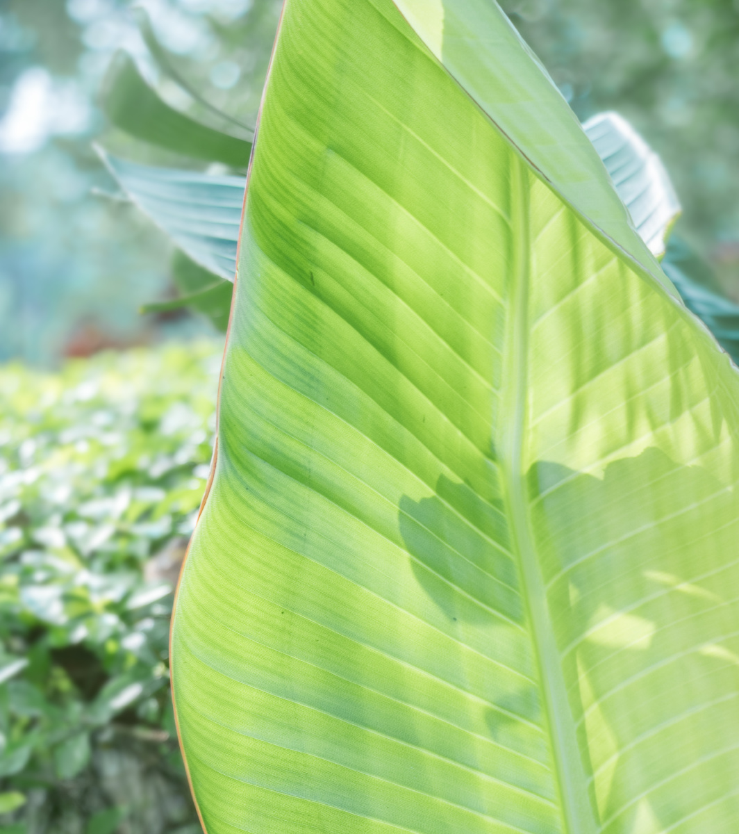 清新的绿色,是多美好的事物呀~ 充满希望的样纸:)