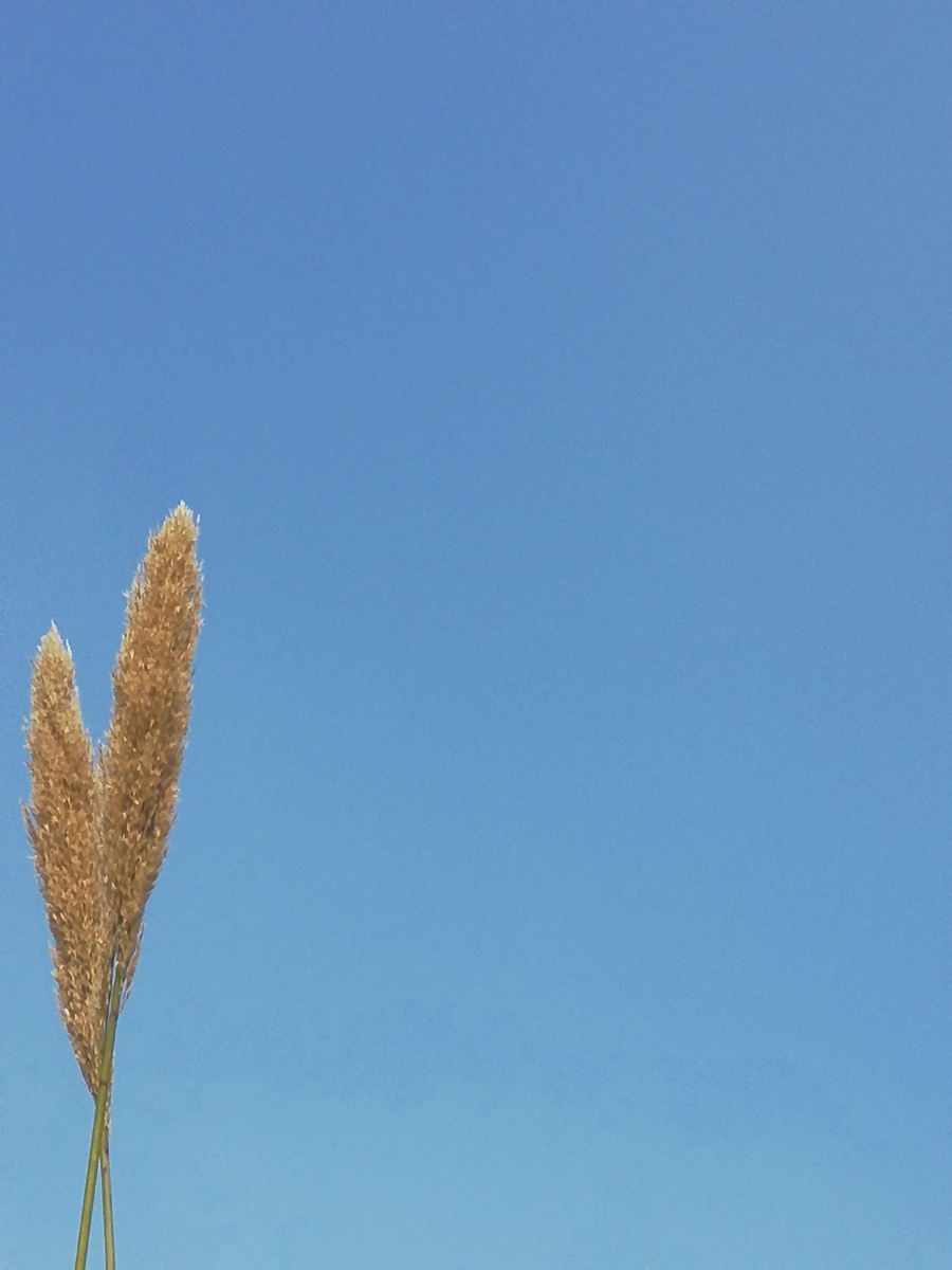 清澈,空旷,不仅仅是一簇景物的美,更是一抹唯美的心境.