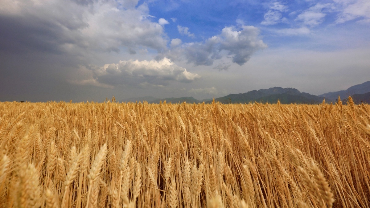 终南山下麦浪滚滚