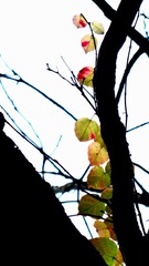 IMG_0052.JPG