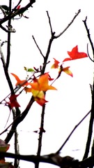 复件 IMG_0062.JPG