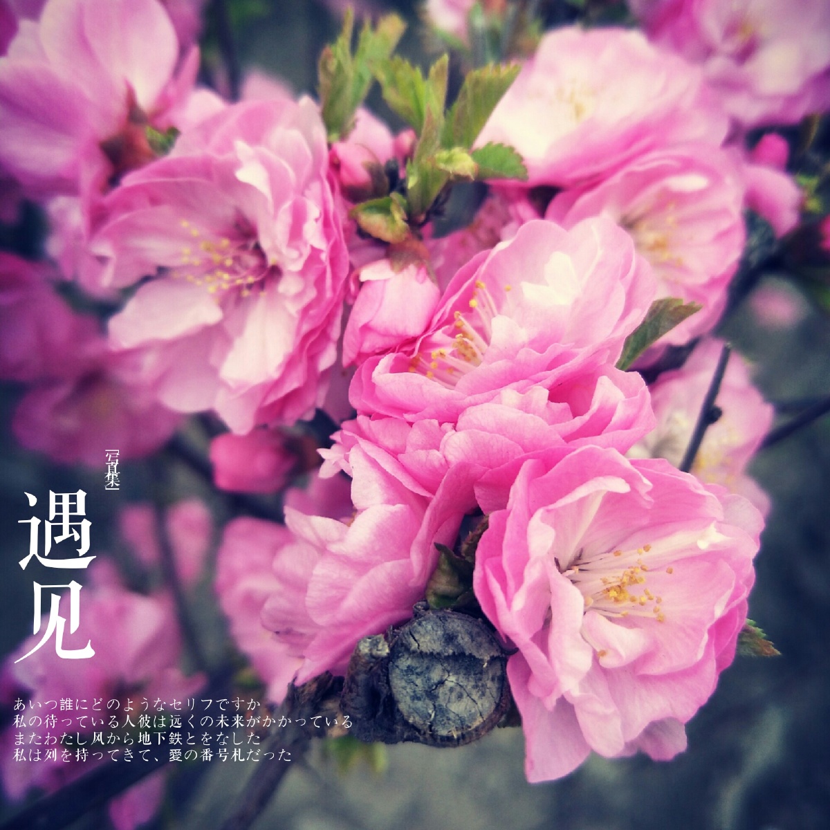 花开成海,思念成灾