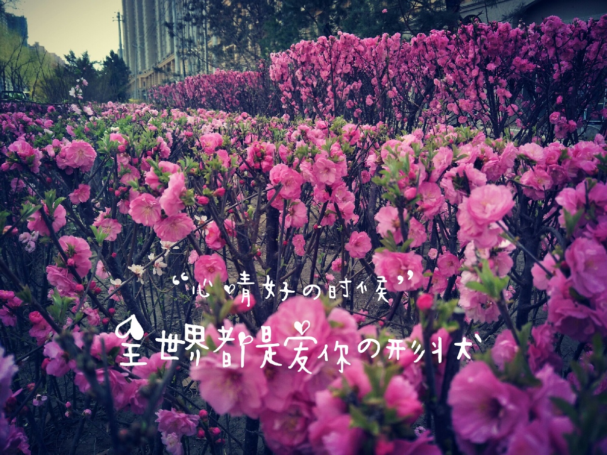花开成海,思念成灾