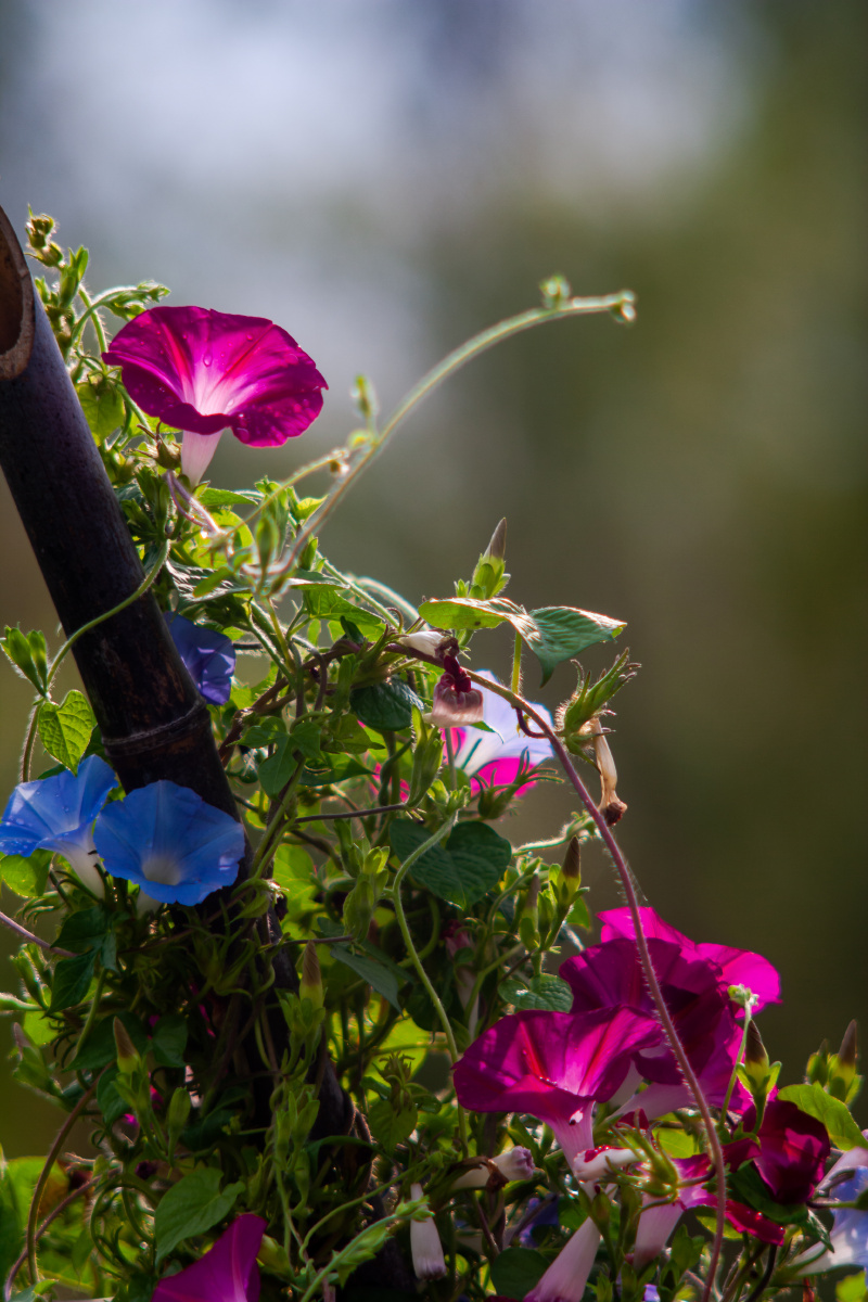 喇叭花开秋风爽