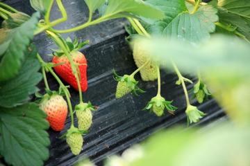 IMG_8922.JPG