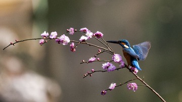 IMG_8314-1