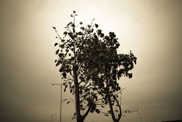 L1002509.jpg