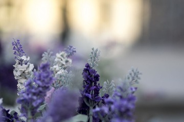 _IGP9577.jpg