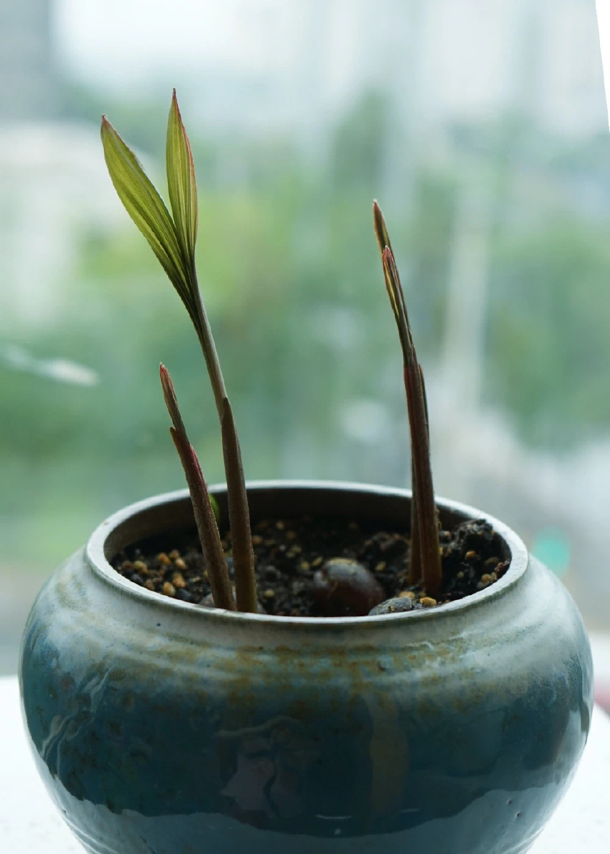 自己从种子种植出来的盆栽文竹蛇皮果黄皮