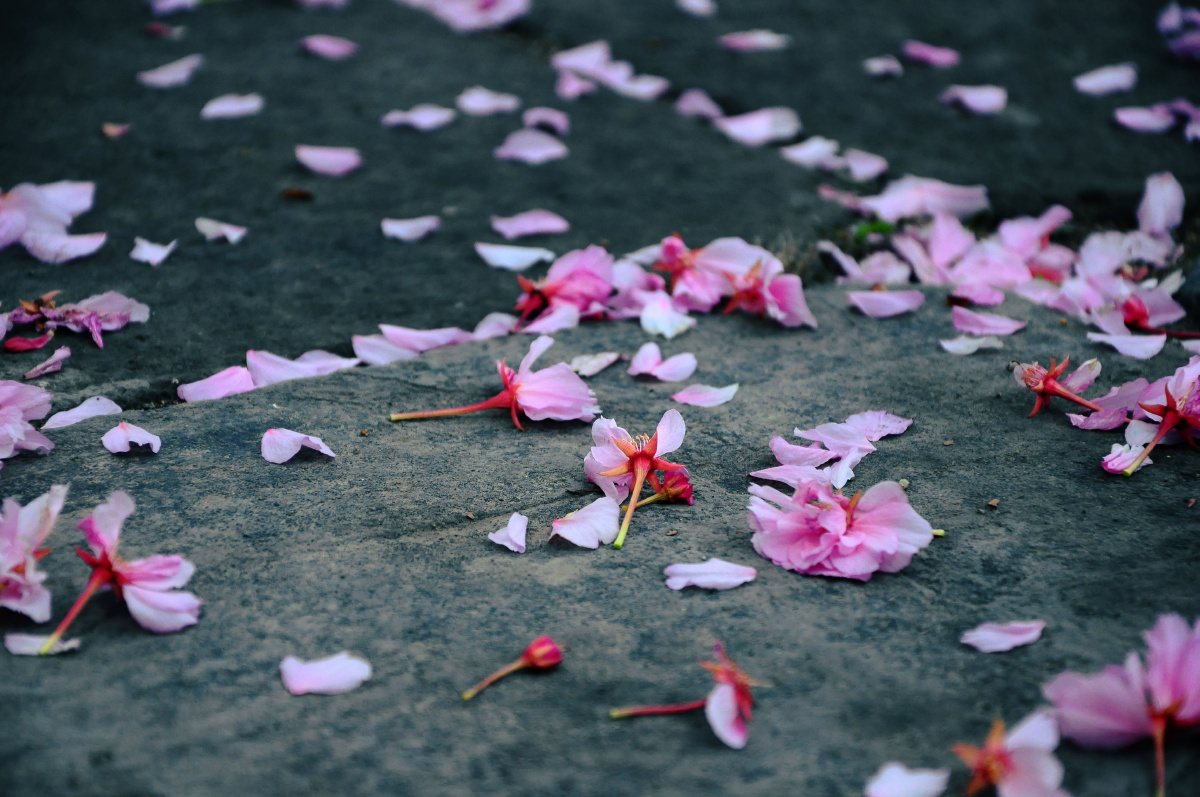 零落成泥碾作尘 只有香如故 - 生态 - 花火1984