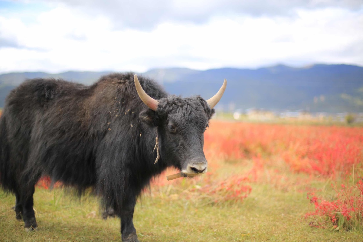 香格里拉-小中甸耗牛