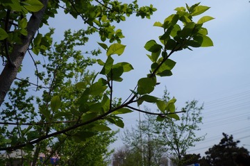 DSC00394.JPG