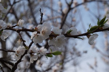 DSC00458.JPG