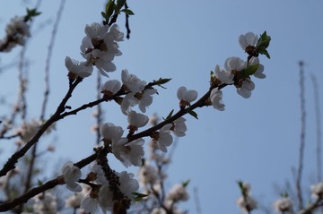 DSC00459.JPG