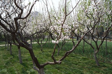 DSC00462.JPG
