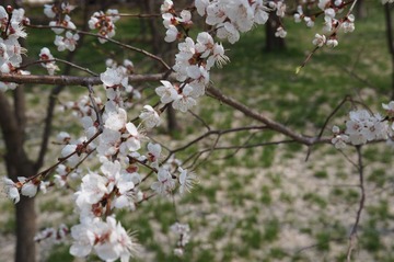 DSC00574.JPG
