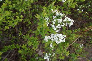 DSC00652.JPG