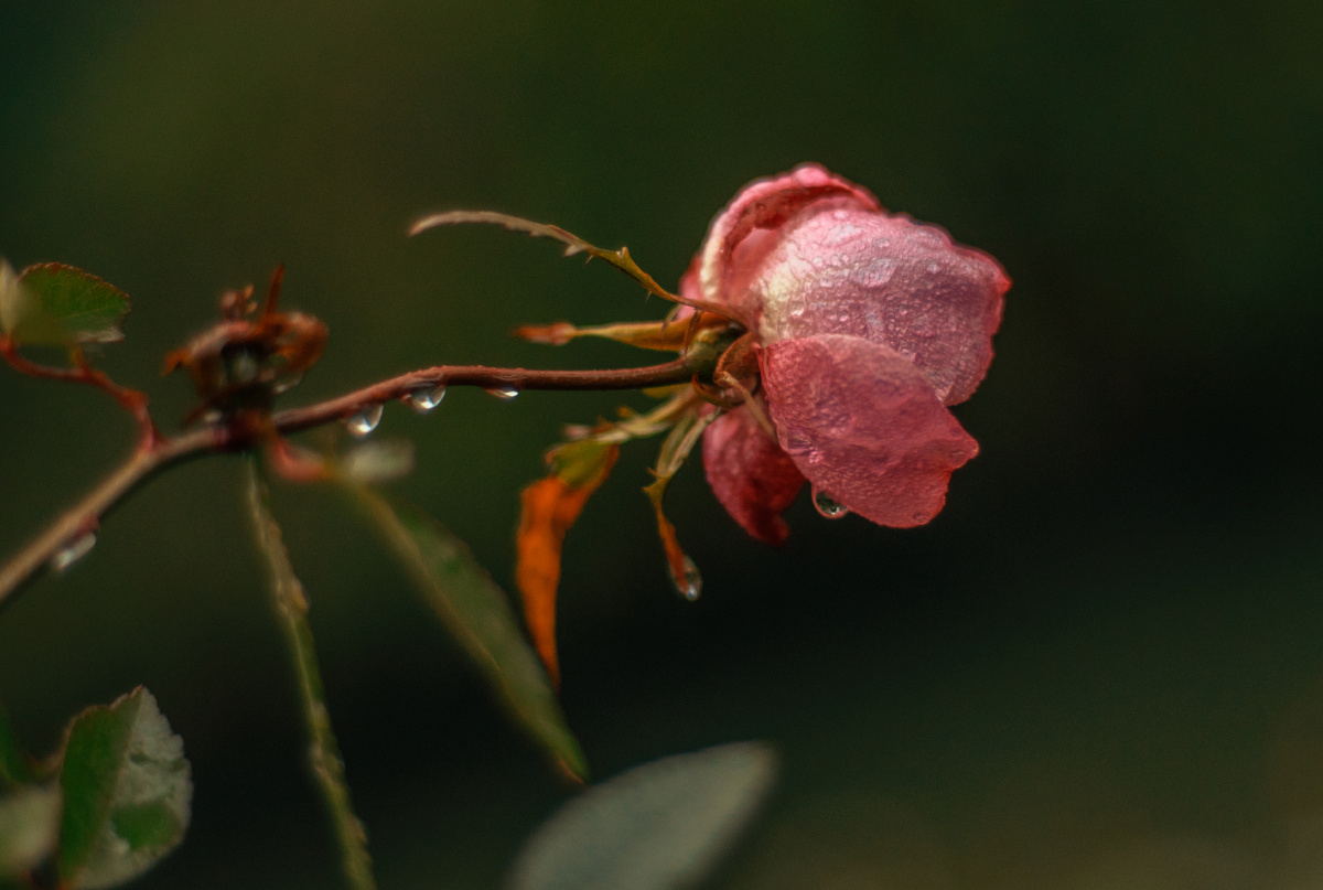 戊戌年 甲寅月 壬午日 正月初四