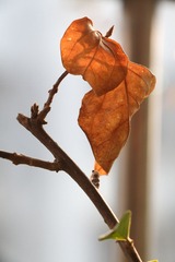 IMG_0599.jpg
