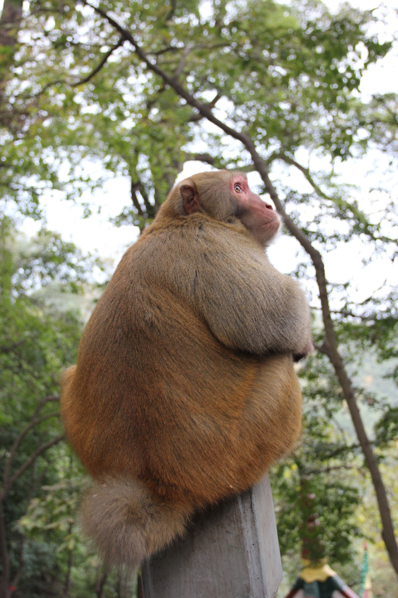 黔灵山 猴王