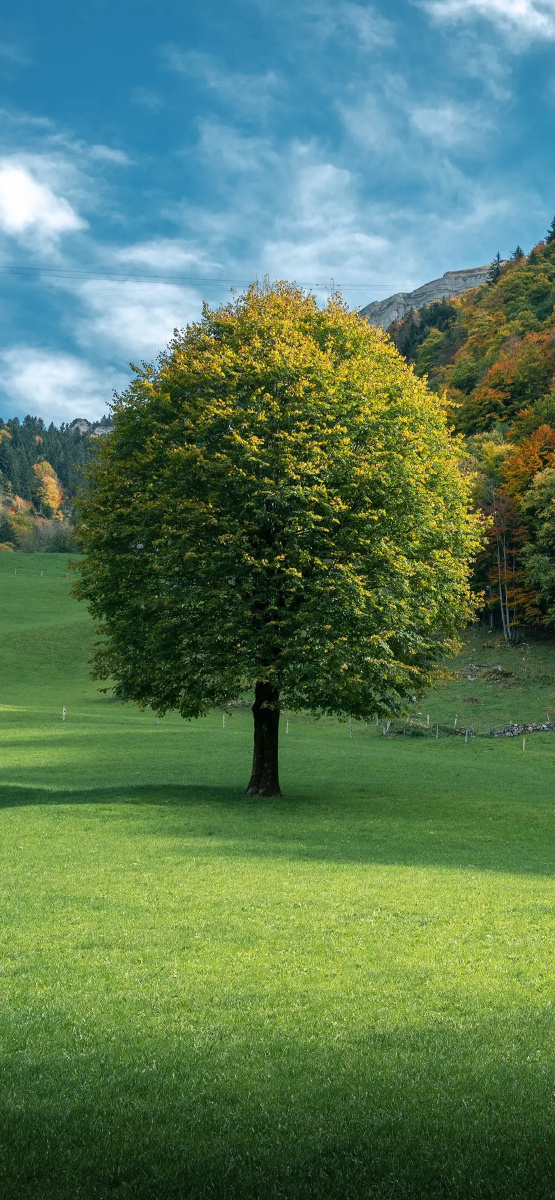 绿色代表自然健康向上崇尚自由