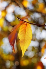 DSC09544_副本.jpg