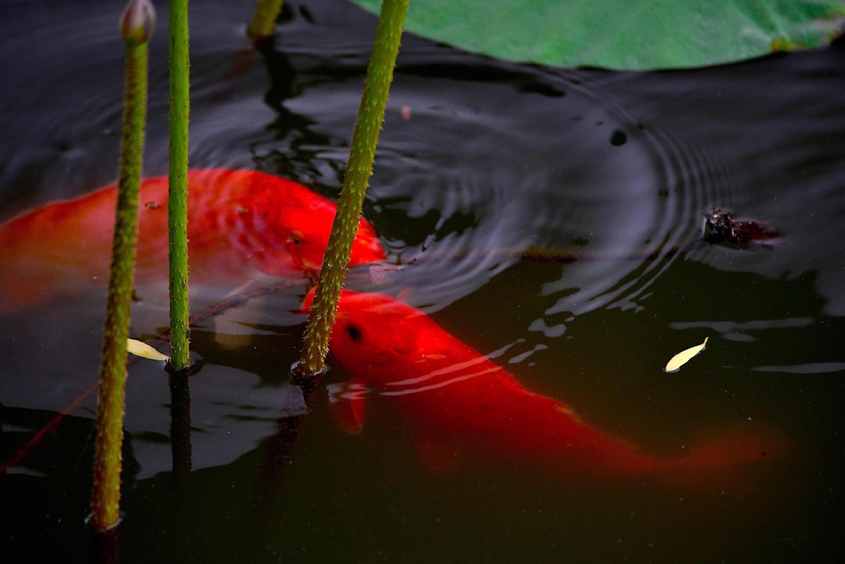 太液涟波锦鲤戏荷