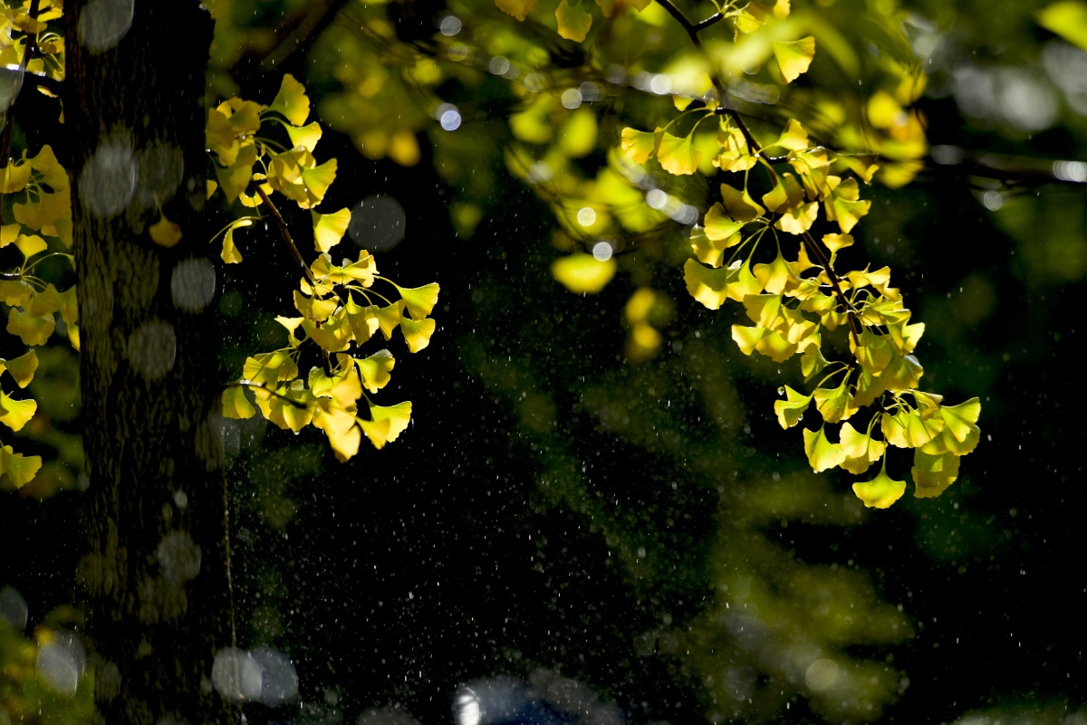 雨中银杏