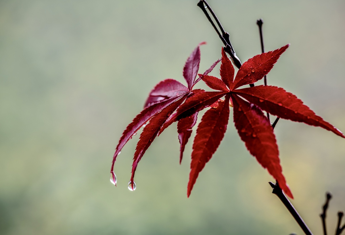 雨后红叶