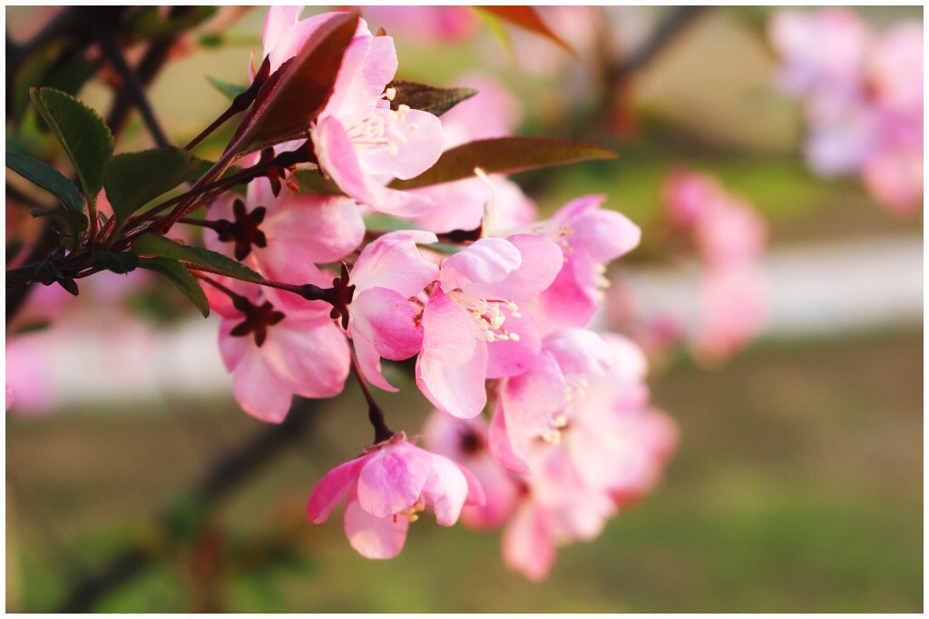 学校樱花