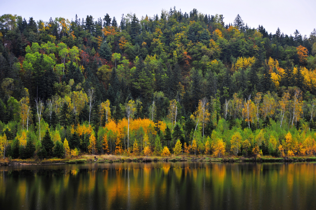 伊春林区风光美