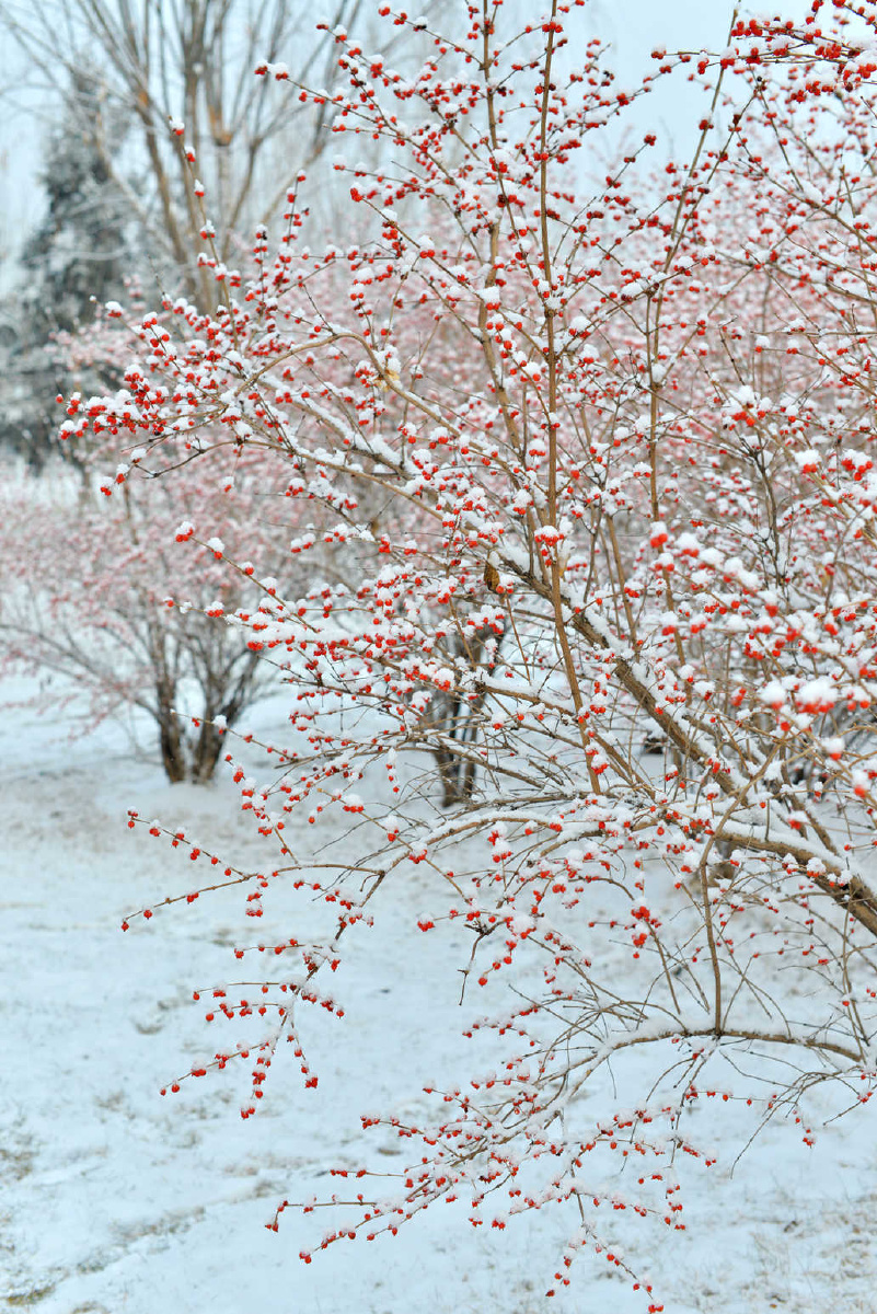 雪中的小红果