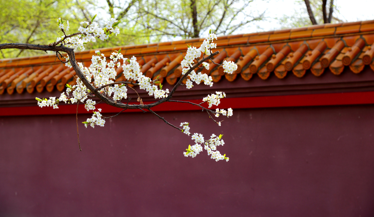 满城春色宫墙柳