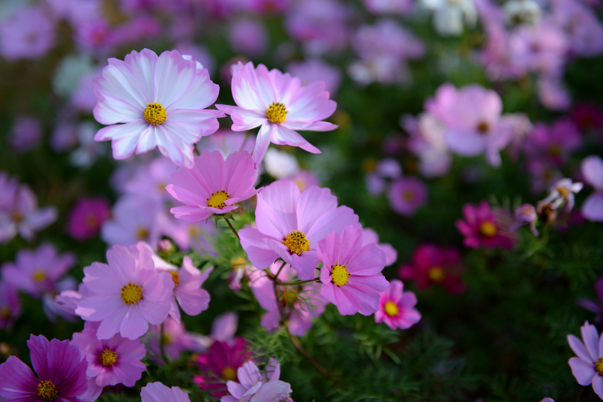 万宝路570 - 图虫