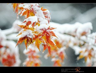 RYN_8637_1