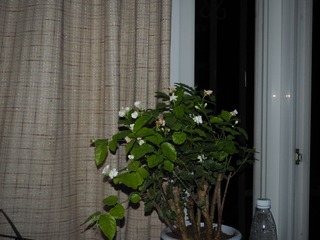 P8260020