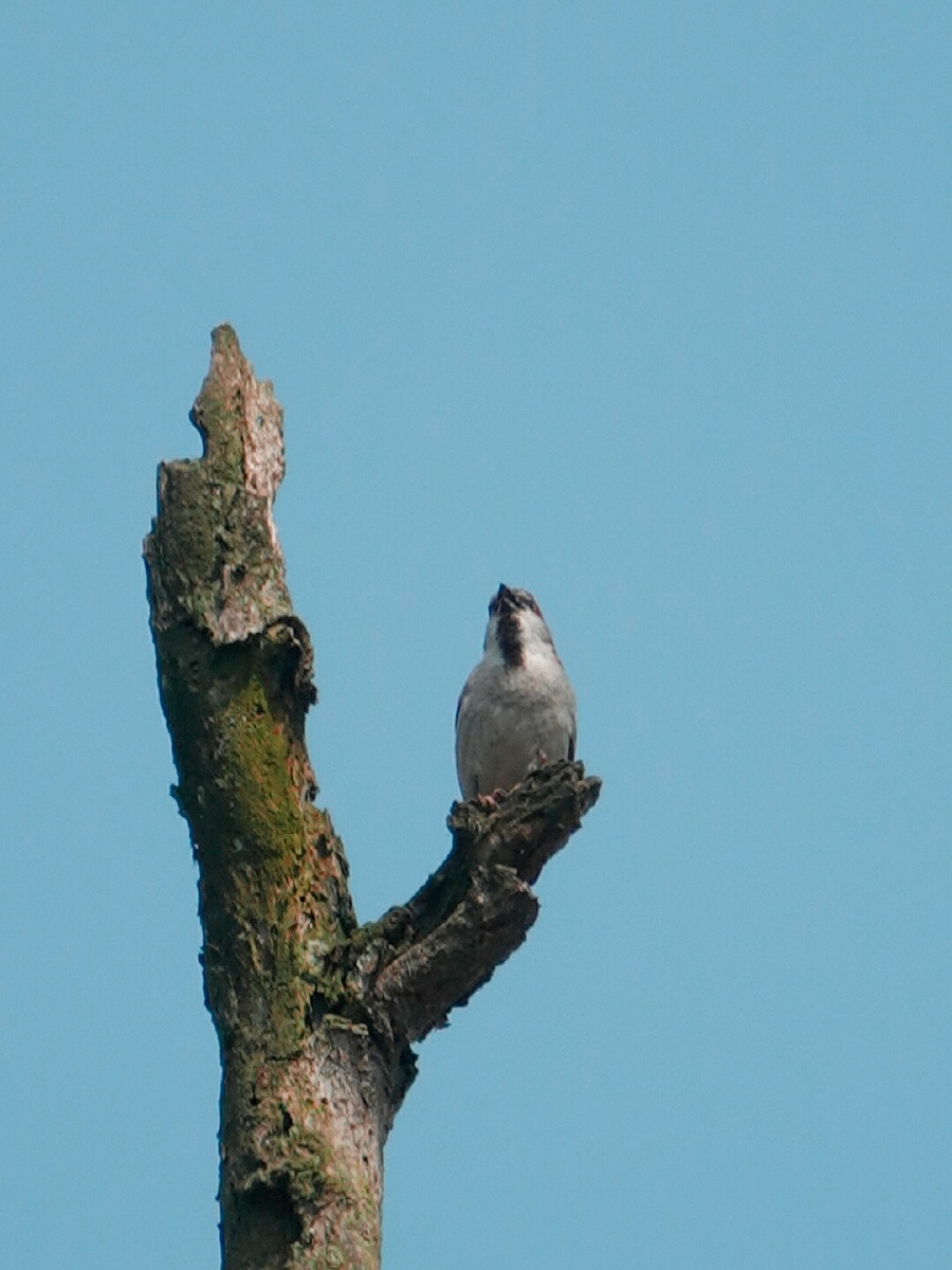 枯树上的山麻雀