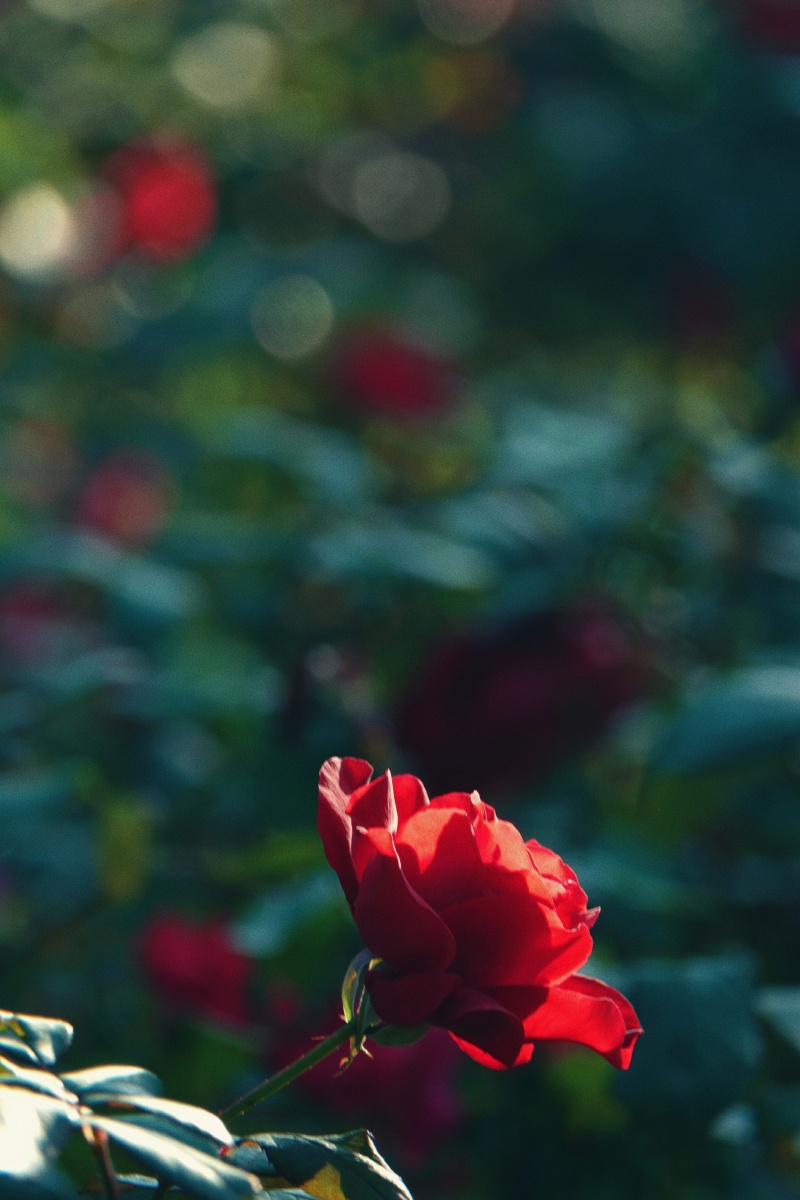 赠人玫瑰,手有余香 - 梅姐274 - 图虫