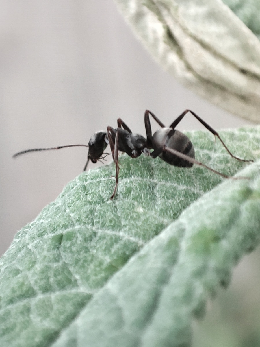 身为蝼蚁却自由自在