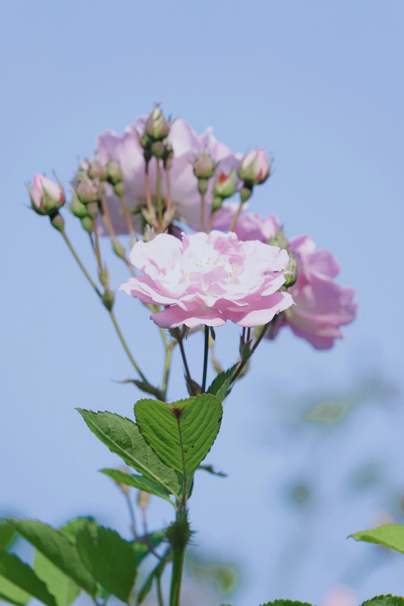 风中蔷薇花美丽动人摇曳多姿