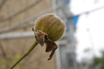 IMGP0295.JPG