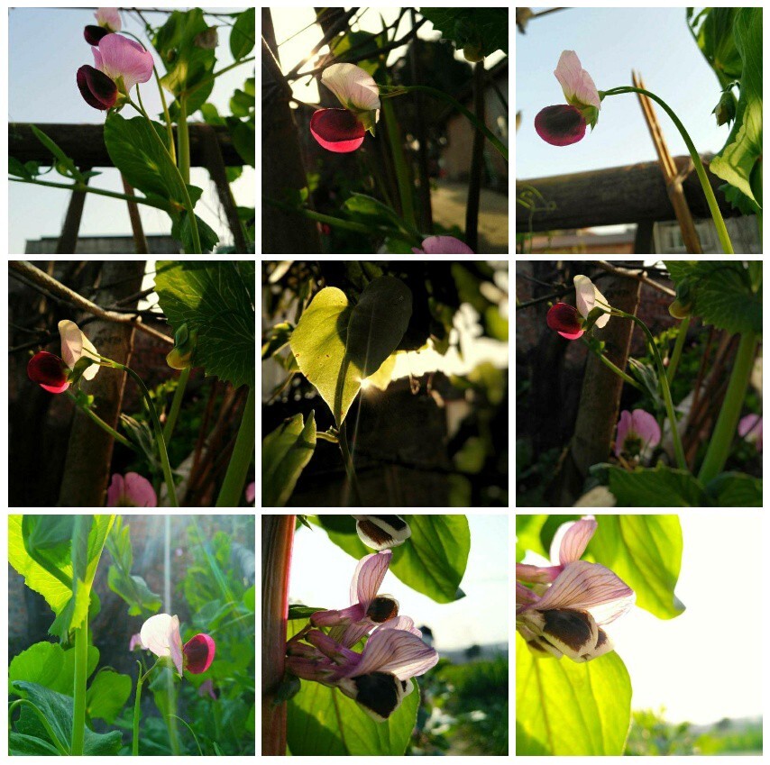 葫芦花了怎么办,怎么保养好葫芦不烂?