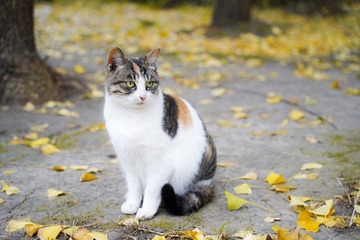 3954