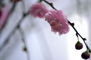 _DSC0099.jpg