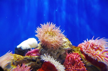 海底也综纷